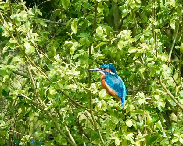 a vibrant blue and orange kingfisher perched on green foliage in natural habitat with beautiful plumage for birdwatching outdoors