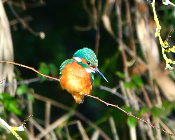 kingfisher perched on branch with vibrant blue and orange feathers showcasing nature's beauty and birdwatching opportunities 2 species 2 colors